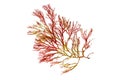 Rhodophyta or red seaweed branch isolated transparent png