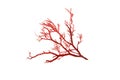 Rhodophyta red algae isolated transparent png