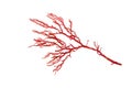 Rhodophyta or red algae branch isolated transparent png