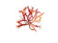 Rhodophyta seaweed branch isolated on white. Transparent png additional format