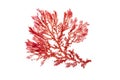 Rhodophyta red algae branch isolated on white. Transparent png additional format.