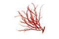 Rhodophyta or red algae isolated transparent png