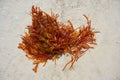 Rhodophyta red algae in Quintana Roo Mexico Royalty Free Stock Photo