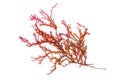 Rhodophyta seaweed or red algae isolated transparent png