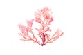 Rhodophyta seaweed or red algae isolated on white. Transparent png in the additional format