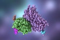 Rhodopsin molecule, 3D illustration