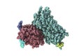 Rhodopsin molecule, 3D illustration