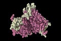 Rhodopsin molecule, 3D illustration