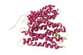 Rhodopsin molecule, 3D illustration