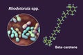 Rhodotorula fungi and molecule of beta-carotene, 3D illustration. Rhodotorula yeasts are a natural source of beta-carotene pigment