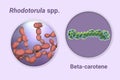 Rhodotorula fungi and molecule of beta-carotene, 3D illustration. Rhodotorula yeasts are a natural source of beta-carotene pigment