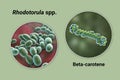 Rhodotorula fungi and molecule of beta-carotene, 3D illustration. Rhodotorula yeasts are a natural source of beta-carotene pigment