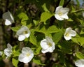 Rhodotypos scandens