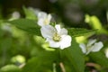 Rhodotypos scandens deciduous shrub in bloom