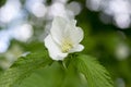 Rhodotypos scandens deciduous shrub in bloom