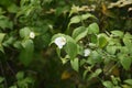 Rhodotypos scandens Jet bead blossoms