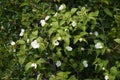 Rhodotypos scandens Jet bead blossoms