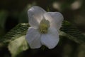 Rhodotypos scandens jetbead