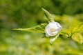 Rhodotypos scandens plant