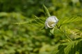 Rhodotypos scandens plant