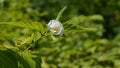 Rhodotypos scandens plant