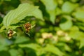 Rhodotypos scandens plant