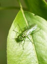 Rhogogaster punctulata green sawfly insect