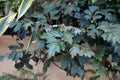 Dark green foliage of Rhoicissus rhomboidea Royalty Free Stock Photo
