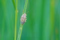 Rhombic stinkbug