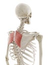 the rhomboid major Royalty Free Stock Photo