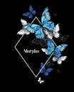Rhombus butterfly morpho