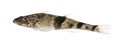 Rhone streber fish against white background Royalty Free Stock Photo