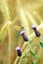 Rhopalocera Butterfly on flowering creeping thistle, Cirsium arvense