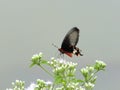 Rhopalocera butterfly nectaring flower closeup