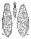 Rhopalura Gairdii Flat Worm, vintage illustration