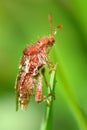 Rhopalus subrufus bug on grass Royalty Free Stock Photo