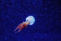 Rhopilema esculentum, the flame jellyfish in blue water