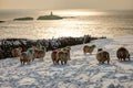 Rhoscolyn in winter Royalty Free Stock Photo