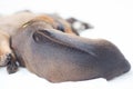 Rhodesian Ridgeback whelp sleeping, backside Royalty Free Stock Photo