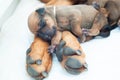 Rhodesian Ridgeback whelp sleeping Royalty Free Stock Photo