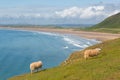 Rhossili beach The Gower Wales uk Royalty Free Stock Photo