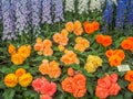 RHS Chelsea Flower Show 2017. Variegated begonias and delphiniums display.