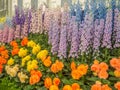 RHS Chelsea Flower Show 2017. Variegated begonias and delphiniums display.