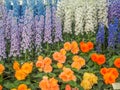 RHS Chelsea Flower Show 2017. Variegated begonias and delphiniums display.