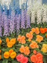 RHS Chelsea Flower Show 2017. Variegated begonias and delphiniums display.