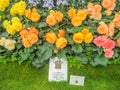 RHS Chelsea Flower Show 2017. Variegated begonias display.