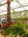 RHS Chelsea Flower Show 2017. Plants and flowers displays of the Great Pavilion.