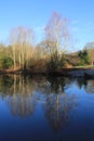 RHS Rosemoor - crisp winter`s morning Royalty Free Stock Photo