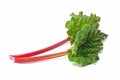 Rhubarb Royalty Free Stock Photo