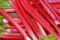 Rhubarb Royalty Free Stock Photo